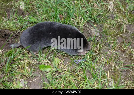 Maulwurf (Talpa europaea) über Grund Suche durch weiche Rasenbereiche für Würmer. Kurze schwarze Dichten samtigen pelz kurzer Schwanz große Krallen an den kurzen Beinen Stockfoto