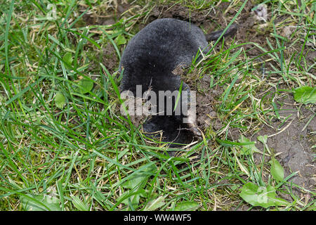 Maulwurf (Talpa europaea) über Grund Suche durch weiche Rasenbereiche für Würmer. Kurze schwarze Dichten samtigen pelz kurzer Schwanz große Krallen an den kurzen Beinen Stockfoto