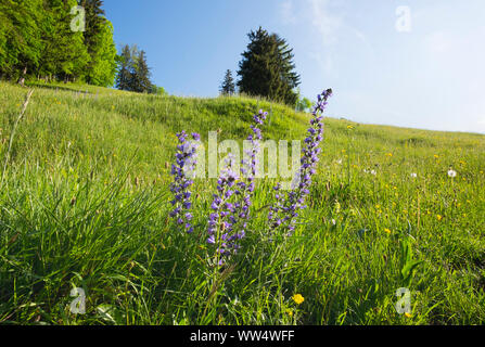 Die üblichen Addierer (Echium vulgare), Sonntratn mit GaiÃŸach, Isarwinkel, Oberbayern, Bayern, Deutschland Stockfoto