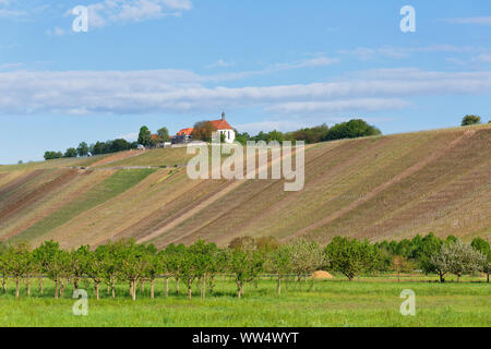 Wein und Weinberge in der Hauptschleife in der Nähe von Volkach, Mainfranken, Unterfranken, Franken, Bayern, Deutschland Stockfoto