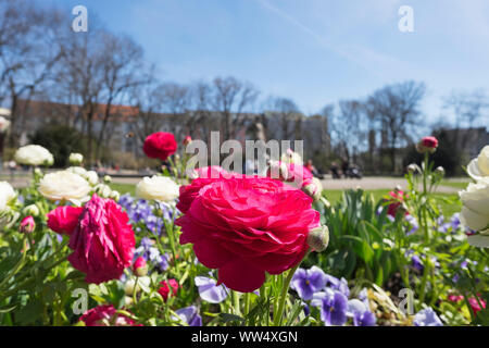 Ranunculus im Frühjahr patch, alter botanischer Garten, Maxvorstadt, München, Oberbayern, Bayern, Deutschland Stockfoto