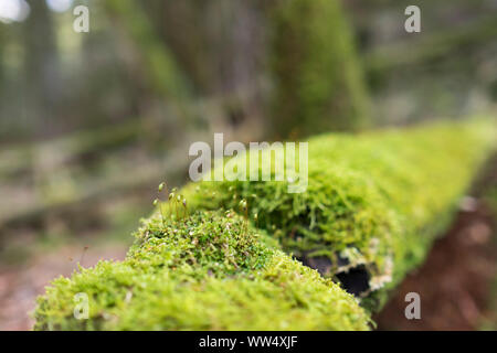 Moss mit spore Kapseln auf Stamm, auwald Isar Auen, Geretsried, Bayern, Deutschland Stockfoto