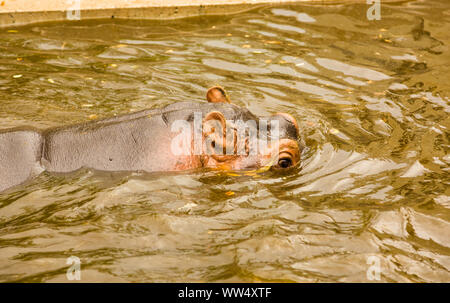 Nilpferd schwimmt in einem Sumpf Stockfoto