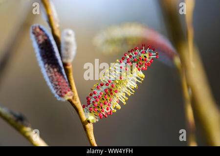 Willow catkin, Blüten, violett Weide (Salix purpurea), Oberbayern, Bayern, Deutschland Stockfoto