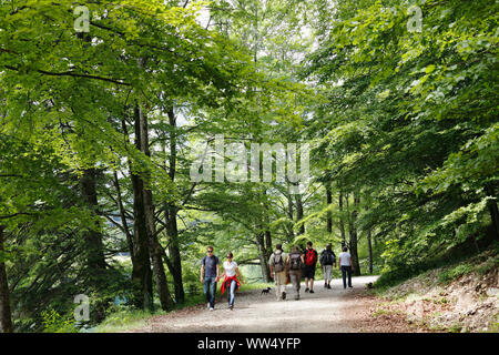 Trail in der vordere Langbathsee in Ebensee, Salzkammergut, Oberösterreich, Österreich Stockfoto