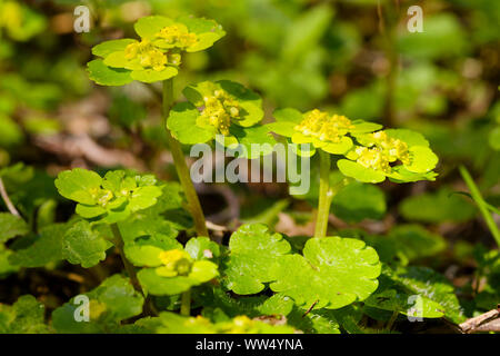 Blume, alternative-leaved golden Steinbrech (Chrysosplenium alternifolium), Oberbayern, Bayern, Deutschland Stockfoto