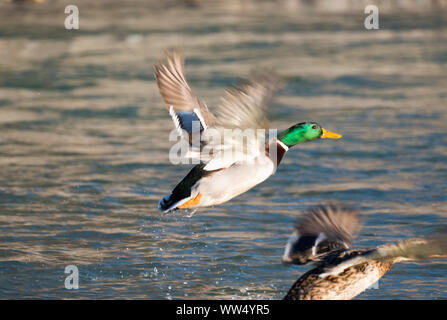 Stockente (Anas platyrhynchos), drake Flying über Wasser, Isar, Geretsried, Oberbayern, Bayern, Deutschland Stockfoto