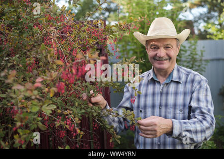 Landwirt spanischer Kontrolle berberitze Zweig mit frischen reifen Beeren in seinem Garten. Stockfoto