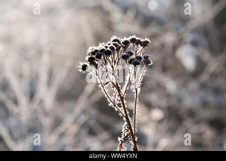 Raureif in alten Samen pod der Rainfarn, Naturschutzgebiet Isarauen, Oberbayern, Bayern, Deutschland Stockfoto