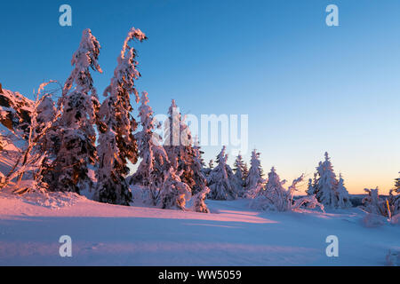 Sunrise, schneebedeckte Tannen, Großer Arber, Naturpark Bayerischer Wald, Niederbayern, Bayern, Deutschland Stockfoto