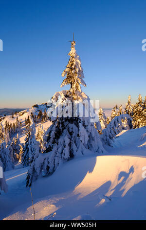 Sunrise, schneebedeckte Tannen, Großer Arber, Naturpark Bayerischer Wald, Niederbayern, Bayern, Deutschland Stockfoto