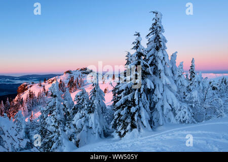 Sunrise, schneebedeckte Tannen, Bodenmaiser Riegel, Großer Arber, Naturpark Bayerischer Wald, Niederbayern, Bayern, Deutschland Stockfoto