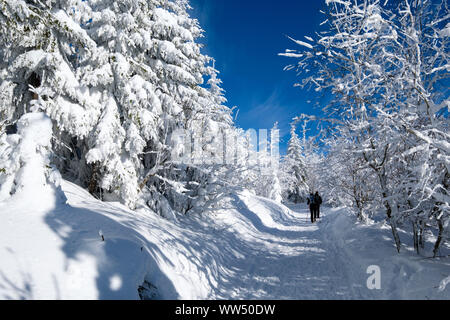 Wald Weg durch winterliche Mischwald, Winter weg oder lynx Pfad am Lusen, in der Nähe von NeuschÃ¶Nau, Nationalpark Bayerischer Wald, Niederbayern, Bayern, Deutschland Stockfoto