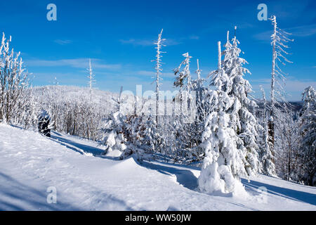 Wald greening, Wald mit tote Bäume im Schnee, Lusen, Nationalpark Bayerischer Wald, Niederbayern, Bayern, Deutschland Stockfoto