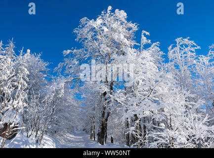 Wald Weg durch winterliche Mischwald, Winter weg oder lynx Pfad am Lusen, in der Nähe von NeuschÃ¶Nau, Nationalpark Bayerischer Wald, Niederbayern, Bayern, Deutschland Stockfoto