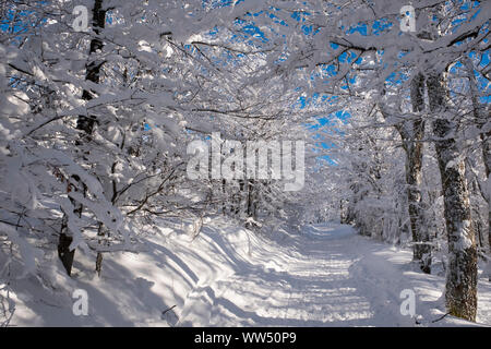 Wald Weg durch winterliche Mischwald, Winter weg oder lynx Pfad am Lusen, in der Nähe von NeuschÃ¶Nau, Nationalpark Bayerischer Wald, Niederbayern, Bayern, Deutschland Stockfoto