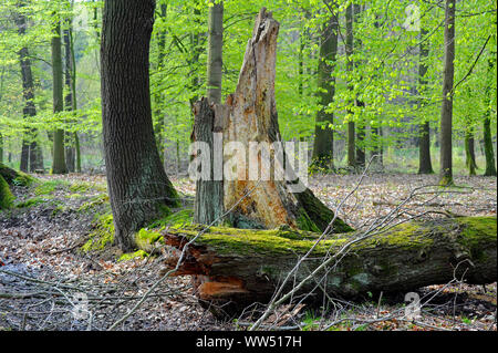 Naturnahen wald landschaft, Laub Mischwald mit starken Blutbuchen, die wichtigste Laubbäumen Mitteleuropas, neben dem toten Holz Stockfoto