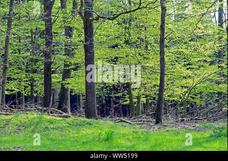 Naturnahen wald landschaft, Laub Mischwald mit starken Blutbuchen, die wichtigste Laubbäumen Mitteleuropas Stockfoto