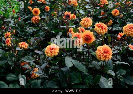 Ein Patch von Dahlia David Howard bronze orange doppelte Blüten mit Hintergrundbeleuchtung Stockfoto