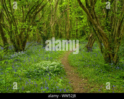 Irland, County Wexford, blau blühende Bluebells im küstenwald von Hook Halbinsel, Pfad Stockfoto