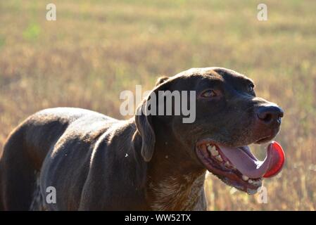 Jagd Hund mit dem Mund geöffnet, die Zunge heraus Stockfoto