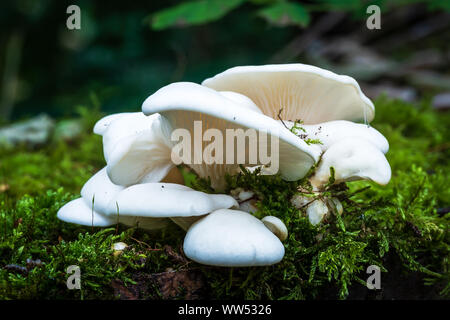 Oyster mushroom Pleurotus ostreatus Stockfoto