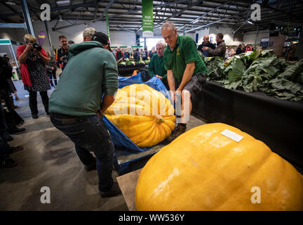 Ein riesiger Kürbis wird gewogen als die Beurteilung erfolgt während des riesigen Gemüse Wettbewerb im Herbst Harrogate Flower Show in Yorkshire. Stockfoto