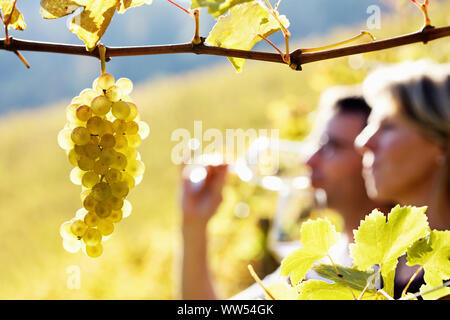 Paar-Weinprobe im Weinberg Stockfoto