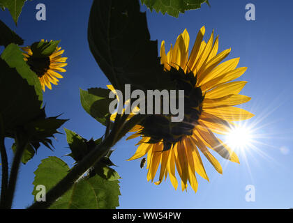 Garmisch Partenkirchen, Deutschland. 13 Sep, 2019. Sonnenblumen wachsen der Sonne entgegen. Quelle: Angelika Warmuth/dpa/Alamy leben Nachrichten Stockfoto