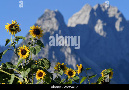 Garmisch Partenkirchen, Deutschland. 13 Sep, 2019. Sonnenblumen wachsen, bevor der Gipfel des Wettersteingebirges. Quelle: Angelika Warmuth/dpa/Alamy leben Nachrichten Stockfoto