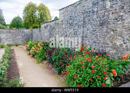 Bunte Sorten von Dahlia, das in der ummauerten Garten von DENKMALGESCHÜTZTEN Dyffryn Gardens, Tal von Glamorgan, Wales, Großbritannien Stockfoto