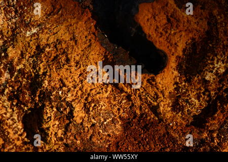 Chaga Textur Hintergrund des Pilzes Wachstum auf einem Baumstamm Birke Stockfoto