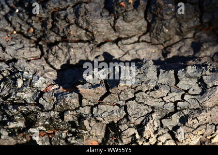 Dunkel Schwarz die Textur einer Birke Pilz Auswuchs auf einem Baumstamm in Shine auf das Sonnenlicht Stockfoto