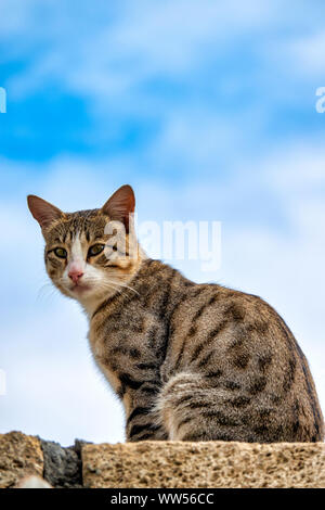 Nahaufnahme von Katze (Felis Katzen) an einer Wand Stockfoto