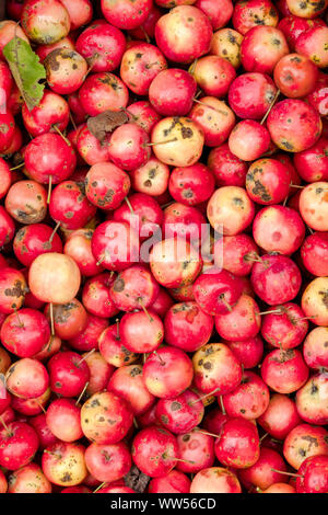 Bio rote Äpfel (Malus Domestica) auf der Anzeige Stockfoto