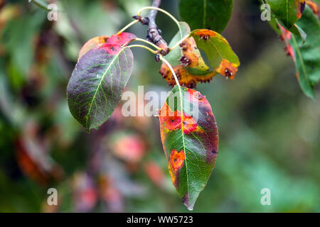 Pear Rost, infizierte Blätter der Pilzerkrankung, Birne Gitter Rost, Gymnosporangium sabinae Stockfoto