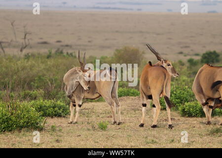 Gruppe der Elands in der Savanne, Masai Mara National Park, Kenia. Stockfoto
