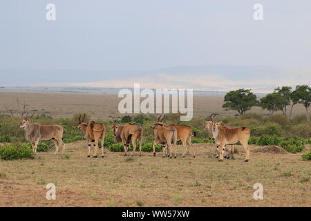 Gruppe der Elands in der Savanne, Masai Mara National Park, Kenia. Stockfoto