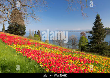 Tulip Blüten im Frühling auf der Insel Mainau mit Blick über den Bodensee bis zu den Alpen, Bodensee, Baden-Württemberg, Deutschland Stockfoto