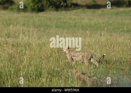 Junge Geparden in der Savanne, Masai Mara National Park, Kenia. Stockfoto