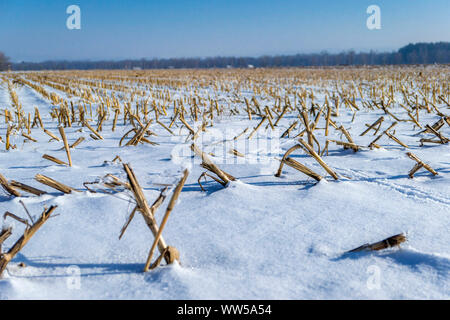 Geerntete mais Feld im Winter, mit Schnee cvered Stockfoto