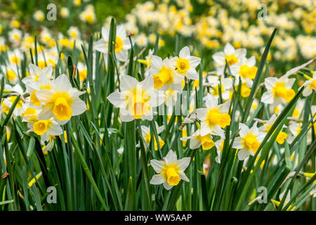 Gelbe Narzissen, Narcissus pseudonarcissus, Narzissen Stockfoto