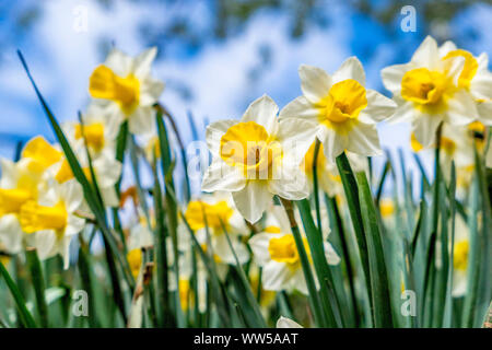 Gelbe Narzissen, Narcissus pseudonarcissus, Narzissen Stockfoto
