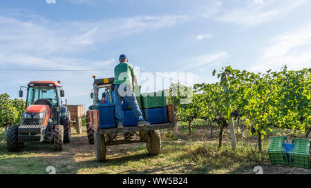 Die Ernte in den Weinbergen des Chianti in der Toskana, Italien, mit einem schönen Morgen Licht Stockfoto