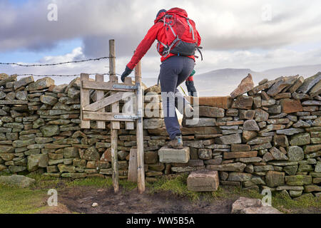 Ein Wanderer, die über eine seitlich absteigend vom Gipfel des Ingleborough in den Yorkshire Dales. Stockfoto