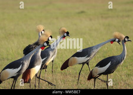 Gruppe von gekrönt Krane, Masai Mara National Park, Kenia. Stockfoto