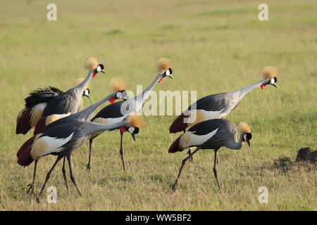 Gruppe von gekrönt Krane, Masai Mara National Park, Kenia. Stockfoto