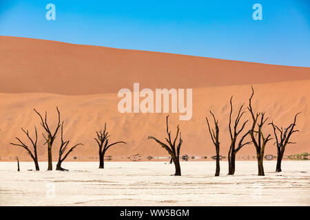 Die toten Bäume Deadvlei, Namib Naukluft Park, Namibia Stockfoto
