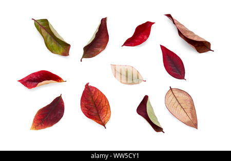 Sammlung von bunten Blätter im Herbst auf einem weißen Hintergrund. Stockfoto