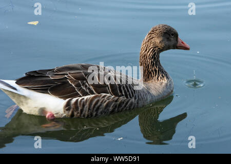 Graugans (Anser anser) ist eine Pflanzenart aus der Gattung der großen Gans in der wasservögel Familie Entenvögel und die einzige Art der Gattung Anser. Stockfoto